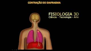 FISIOLOGIA RESPIRATÓRIA [upl. by Ahsinel67]