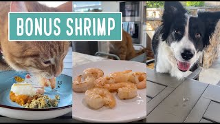 Bonus Shrimp [upl. by Dagny]