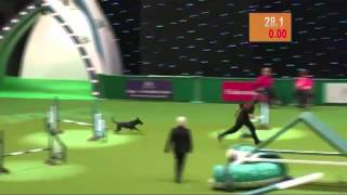 Fenton the dog at Crufts Dog Show [upl. by Siugram661]