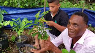 How to grafting soursop seedlings [upl. by Goldin]