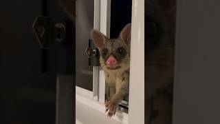 Baby possum at the window 🪟 [upl. by Sal]