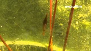 Libellenlarven im Gartenteich part01mp4 [upl. by Eelarual]