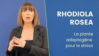 Rhodiola Rosea  L’Adaptogène Naturel pour Réduire le Stress [upl. by Eitsrik]