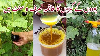 Cheap Pesticide amp Fertiliser at Home  Make Organic Pesticide in Only 5 Mins  Podoun k Keere Marein [upl. by Htennaj]