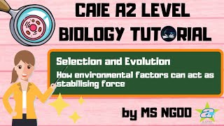 BIO How Environmental Factors Can Act As Stabilising Force  Selection and Evolution [upl. by Eelynnhoj287]