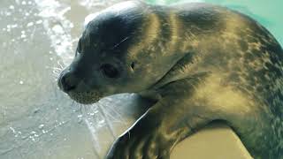 AllAcquario di Genova è nato un cucciolo di foca [upl. by Einotna]