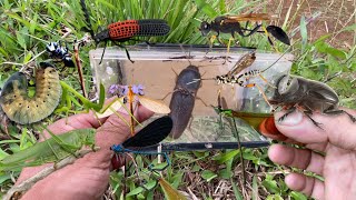 Metamorphosis of the rhinoceros beetle‼️catch click beetle damselfly cranefly antfly wasplarvae [upl. by Sabine]