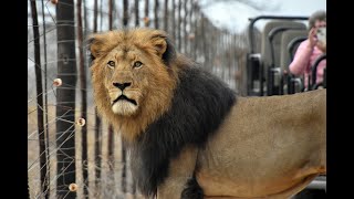 Lions in Karongwe Private Game Reserve [upl. by Leonore]