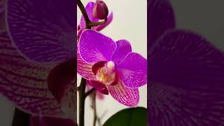 Percevalphalaenopsis [upl. by Mena]