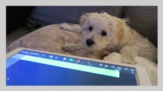 iPad Pro dog vlog  iJustine [upl. by Nivel349]