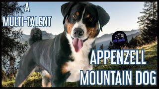 Appenzeller Sennenhund  Ein Multi Talent [upl. by Spancake]