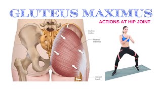 Actions of gluteus maximus at hip joint functions of gluteus maximus anatomy [upl. by Darian]