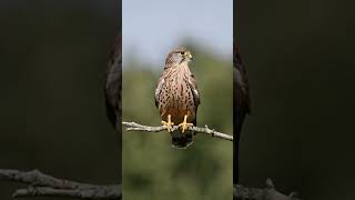 A beautiful Kestrel calling at Bushy park October 2024  autumn wildlife nature royalparks [upl. by Brine]