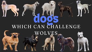 Dogs vs Wolves 10 Breeds That Can Compete [upl. by Danit]