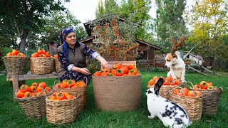 From Tree to Table Persimmon Harvest Drying amp Pie Recipe [upl. by Terrag868]