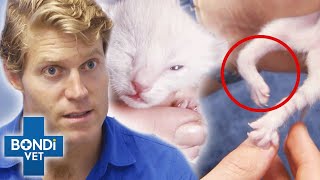 3Day Old Kitten Born With Twisted amp Deformed Leg 🥺  Bondi Vet [upl. by Zilevi]