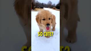 Why Golden Retrievers are so popular [upl. by Dolphin]