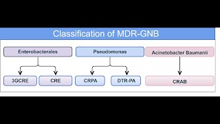 Classification of MDR Gram negative bacteria [upl. by Wolf]