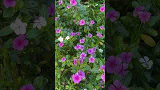 Grand granddaughters of a white Catharanthus roseus in spring bloom [upl. by Anehc]