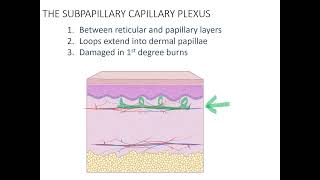 Innervation and Vascularization of Skin 24 [upl. by Leopoldine]