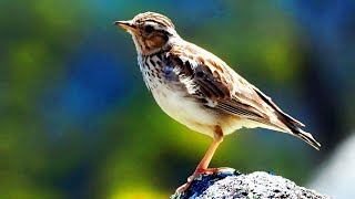 Singing lark in the meadow 1 hour stress relief [upl. by Ronnholm]