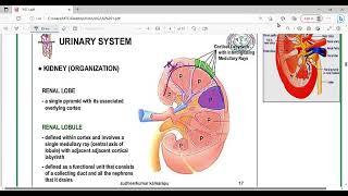 UGS Histology  The Urinary System  Mutah [upl. by Seko]