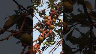 Puçá  a jabuticaba do cerrado shortsvideos [upl. by Westphal911]