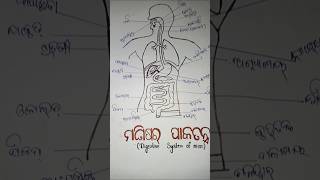 Digestive system of man drawing with pates name👩‍🔬👩‍🔬👩‍🔬☔🧪🧫🥽 [upl. by Chapel]