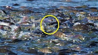 My Brother Feeding 10000 Tilapia Fishes In Pond  Traditional Fishing Farm in my Village [upl. by Htebharas]