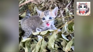 Rescuing a Neglected Kitten and Rebuilding Trust After Abuse and Abandonment in a Remote Area [upl. by Larrie]