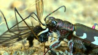 Sandlaufkäfer frisst Schnake  Cicindela hybrida [upl. by Tterrej]