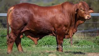 Droughtmaster National Sale 2024  Lot 77  Garthowen Everything Right 3 [upl. by Hardigg]