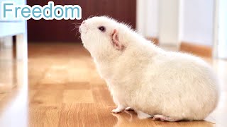 I Let My Guinea Pigs Free Roam and This is What Happened [upl. by Ahcsrop940]