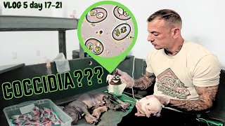 Breeding Dogs The RAW truth How to treat Coccidia New product review KleanGuard Whelping puppies [upl. by Haikezeh]