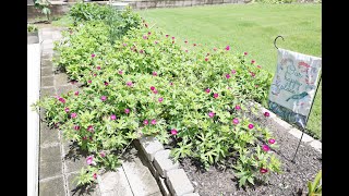 Callirhoe involucrata  Purple Poppy Mallow Winecup [upl. by Anahpets]