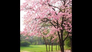 Tabebuia Rosea landscape [upl. by Burnham]