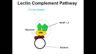 Lectin Complement Pathway Best Explanation [upl. by Carrie]