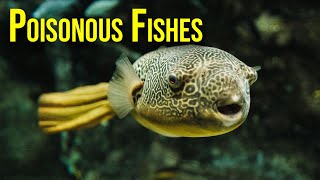 Poisonous Fishes Explained in 15 Minutes [upl. by Nehtiek270]