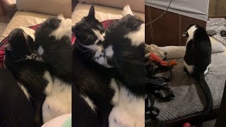 The Sad Truth About How This Cat Copes with Losing His Dog Friend [upl. by Ytisahc]