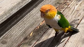 Puffman Caique and Mom Play The Hopping Game [upl. by Milena]