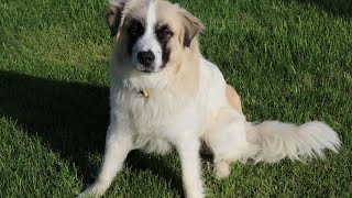 Comparing Temperaments Great Pyrenees vs Other Breeds [upl. by Sargent]