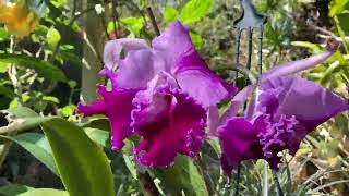 MY ORCHIDS THIS SPRING Australian Dendrobiums Cattleya Orchid Hybrids [upl. by Yenitsed]