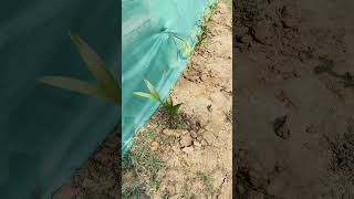 Supari tree care amp plantation [upl. by Bernarr243]