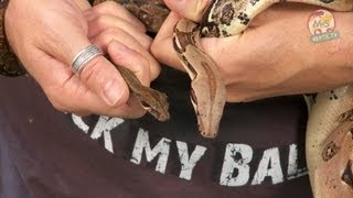 Reptil TV  Folge 52  Abgottschlange  Boa c constrictor  Boa c imperator  Teil 1 [upl. by Noiro]