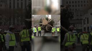 Rockefeller Center Christmas Tree arrives in New York City [upl. by Forrer]