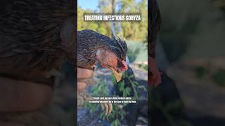 SICK CHICKENS homesteading farm animals sick chicken eyeinfection coryza short newshorts [upl. by Trebreh]