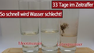 Leitungswasser und Mineralwasser über 33 Tage im Zeitraffer  Time Lapse zur Haltbarkeit von Wasser [upl. by Anehsat]