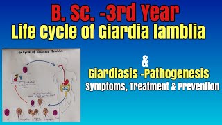 Life Cycle of Giardia lamblia GiardiasisPathogenesis Symptoms Treatment Prevention [upl. by Frodeen920]