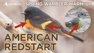 American Redstart Identification  Spring Warbler Warmup [upl. by Eenhpad270]