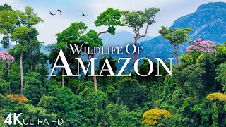 Amazon Wildlife 4K  Part 2  Animals That Call The Jungle Home  Amazon Rainforest Relaxation Film [upl. by Asikal]